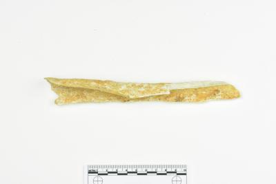 Bone