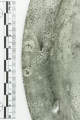 Basin